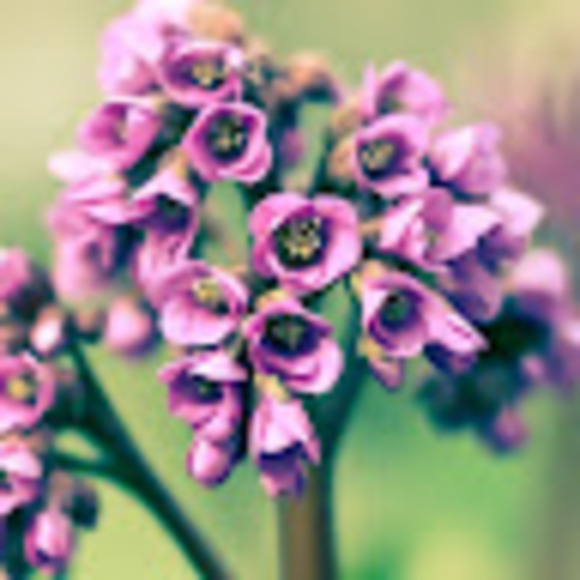 Meet your Posher, M - Picture 1 of 1